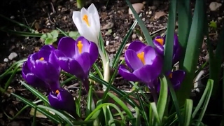 Saffron Crocus flowers bloom Time Lapse Quiet Mountain  AnZan [upl. by Malony]