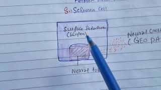 Derivatives of Ectoderm with Mnemonic [upl. by Akenit473]