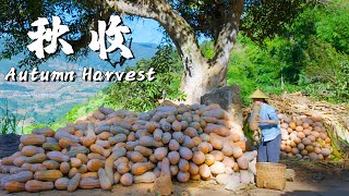 Harvest Delights in Rural Yunnan A Culinary Feast of Autumn Bounty 【Dianxixiaoge】 [upl. by Kcirdled649]