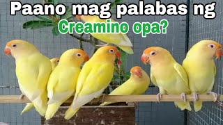 Paano mag project ng creamino opaline anong mga paresan ang pwede lumabas ng creamino opaline [upl. by Larochelle]