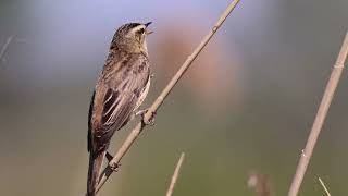 foltos nádiposzáta sedge warbler Acrocephalus schoenobaenus [upl. by Kelsey78]