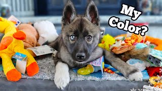 Everything I bought For My New Puppy 🐶💗 Husky Puppy Haul Essentials [upl. by Cofsky]