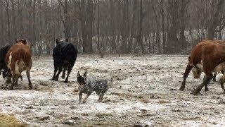 Bandit practices his herding skills  Australian Cattle Dogs [upl. by Ajim]