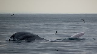 Lunge Feeding Blue Whales Thrill Dana Point Whale Watchers [upl. by Nonregla]