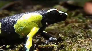 Barons Mantella Mantella baroni at Maromizaha Reserve  Sneak Preview 2017 [upl. by Nohtiek431]