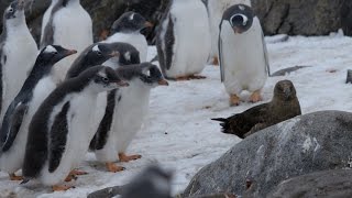 Penguin chicks vs skua  Natural World Penguin Post Office Preview  BBC Two [upl. by Babbette]