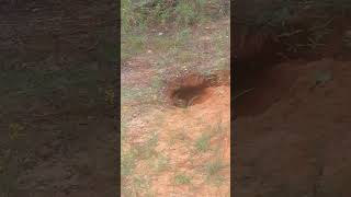 Gopher Tortoise yells at me quotGet off my lawnquot [upl. by Volotta]