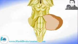 Brainstem Anatomy With Diencephalon [upl. by Cecelia]