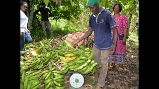 PIF Organisation de la production de Vivo Plants de banane plantain [upl. by Karim191]