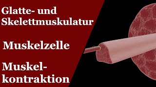 Muskeln  Muskelzelle und Kontraktion Gleitfilamenttheorie [upl. by Adalia]