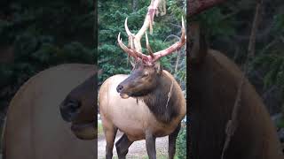 Close Up View of Bull Elk Shedding Velvet off Antlers [upl. by Aissej673]