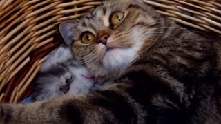 Mommy Cat Hugs her Baby Cute Kitten [upl. by Fair]