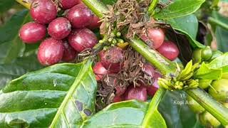 Lunas HUTANG bisa naik Haji  Harga Kopi Melejit Petani Berduit [upl. by Lekcar]