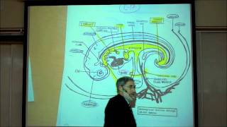 INTRO TO HUMAN EMBRYOLOGY PART 2 by Professor Fink [upl. by Leake]