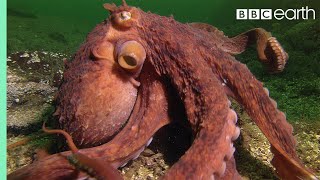 Octopus Steals Crab from Fisherman  Super Smart Animals  BBC Earth [upl. by Heyman13]