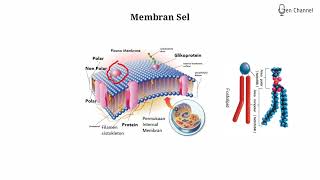 Struktur Membran Plasma Membran Sel [upl. by Zoba]