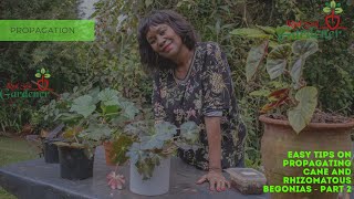 Easy tips on propagating Cane and Rhizomatous Begonias  Part 2 [upl. by Dong]