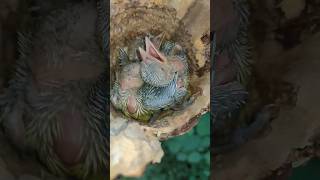 Barbet chicks inside rubber tree stump [upl. by Eelrihs]