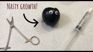 ASMR Surgery On Plum [upl. by Crowell393]