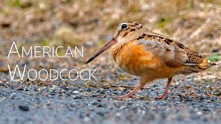 Little Dance of American Woodcock  Birding in Canada [upl. by Mccurdy672]