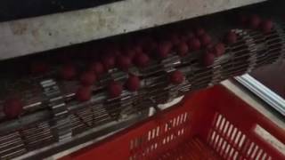 Boilie Cooker Making Boilies  300kg per hour [upl. by Wachtel616]