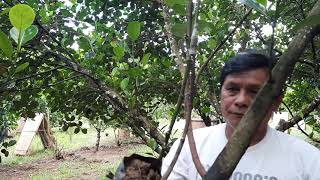 Actual Inarching Demonstration of Abuyog Sweet Jackfruit [upl. by Shannan]