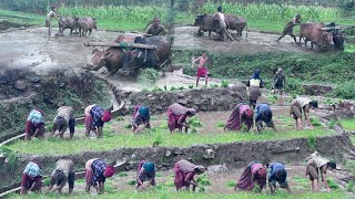 Nepali Mountain Village Life  Video Compilation of Paddy Farming  Living with Beautiful Nature [upl. by Tremann]