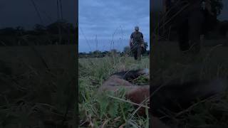 Chasse dété à lAffut et à lApproche au Renard [upl. by Suirrad]