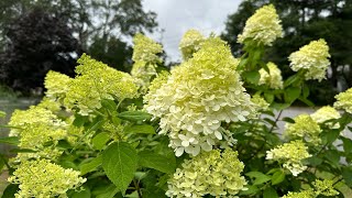 078 7252024 Panicled Hydrangeas are showing [upl. by Sinnod]