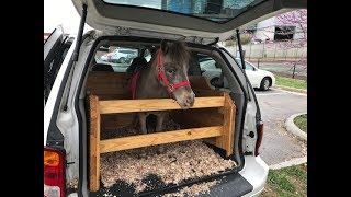 Cash the Miniature Horse Visits Our Patients in the ICU [upl. by Lezti]