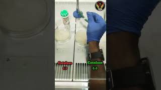 Catalase Test🧫👨‍🔬🔬  Biochemical test  Lab Microbiology BasicsBiologyThiNK VISION biochemistry [upl. by Clarette]