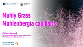 Muhly Grass  Muhlenbergia capillaris [upl. by Nedrah]