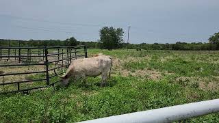 Texas Longhorns and the boyhood home of WW2 Hero and American Actor Audie Murphy [upl. by Louanne]