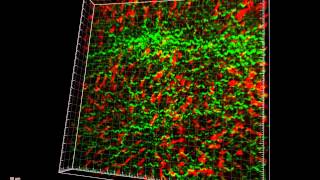 Intravital imaging of mouse liver [upl. by Anoif]