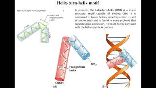 Lecture 4 Helix turn Helix motifs [upl. by Maximo]