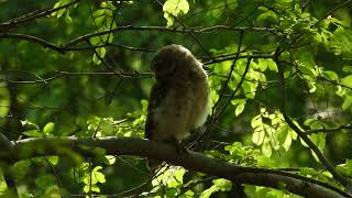 Spotted owlet Headbanging [upl. by Nalat]