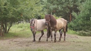 Ogier Tort kryje w tabunie Konika Polskiego [upl. by Nesyt]