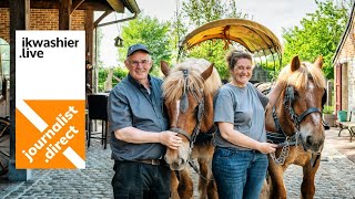 Spottersroute met de Brabantse trekpaarden van Stoeterij van de Mussenhoek uit Nederokkerzeel [upl. by Nerad221]