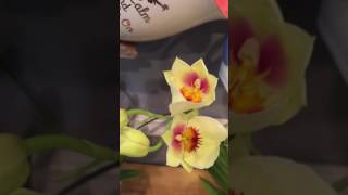 Fertilizing Orchids in Water Culture [upl. by Ruperto30]