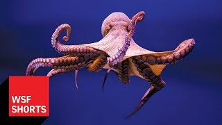 Is a Toolusing Octopus Intelligent [upl. by Nowell361]