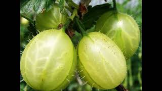 Gooseberries Health Benefits [upl. by Robbie]