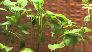 Fastgrowing Brassica plant time lapse [upl. by Spillar]