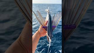 Using FLYING Fish as Bait fishing shorts [upl. by Conlen]