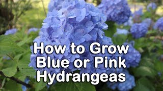 All About Blue or Pink Hydrangeas  Hydrangea Macrophylla  Bigleaf Hydrangeas [upl. by Wyatan]