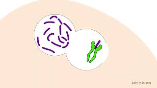 Antigen processing and presentationEndocytic pathwayExogenous pathway [upl. by Nannette]