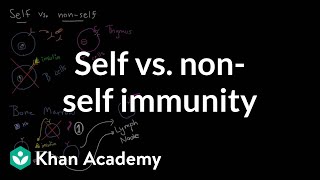 Self vs nonself immunity  Immune system physiology  NCLEXRN  Khan Academy [upl. by Accebor199]