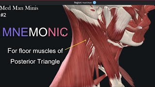 Mnemonic for Posterior triangle floor contents boundaries of Posterior triangle Med Man Minis 2 [upl. by Marris]