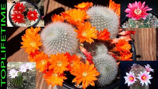 10 Tipos de cactus con flores Más Increíbles [upl. by Yehc959]