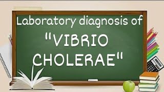 Vibrio cholerae Laboratory diagnosis of vibrio cholerae [upl. by Gal786]