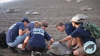 Join us as we protect sea turtles from plastic pollution [upl. by Leoni]